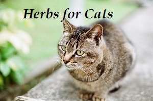 herbsforcats2