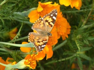 butterflyonmarigold