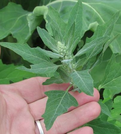Superweeds or Super Nutritious Super Foods?