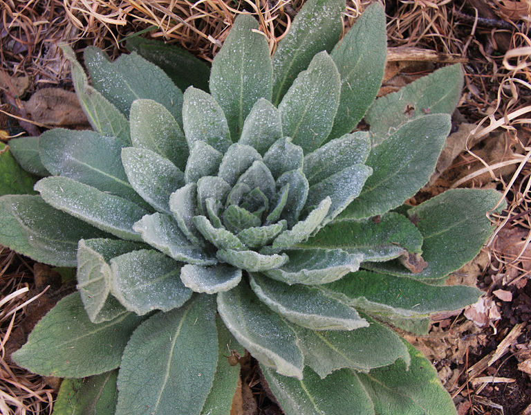 The Gifts of the Great Mullein