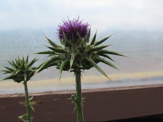 The Migration of the Thistle